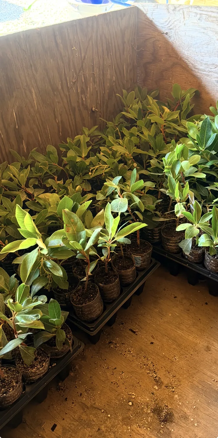 Rows of healthy baby trees in our growing operation