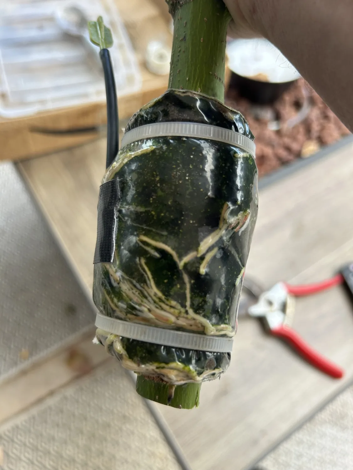 Plant cutting growing inside a reused plastic bottle