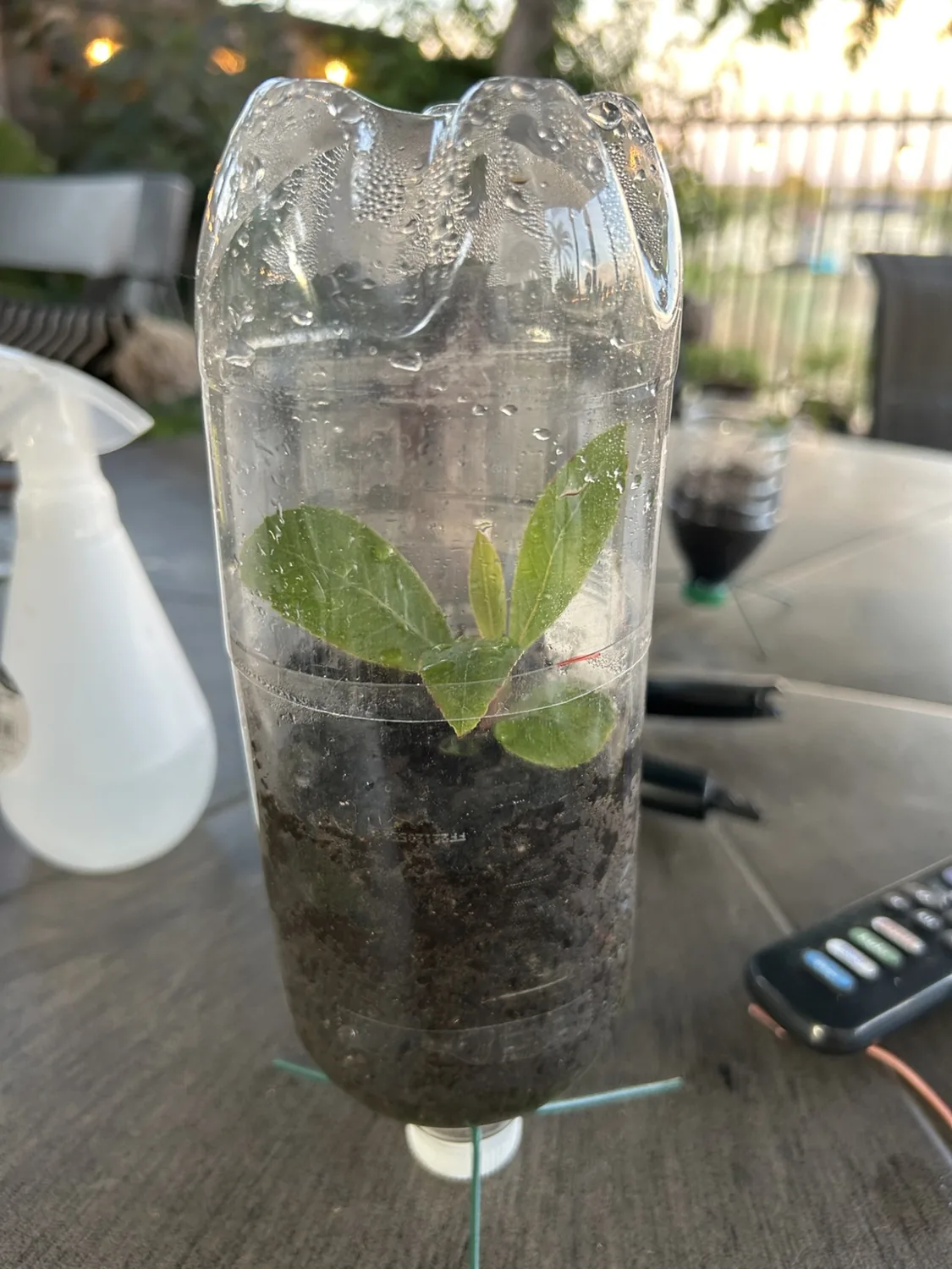 A recycled water bottle acting as a miniature greenhouse