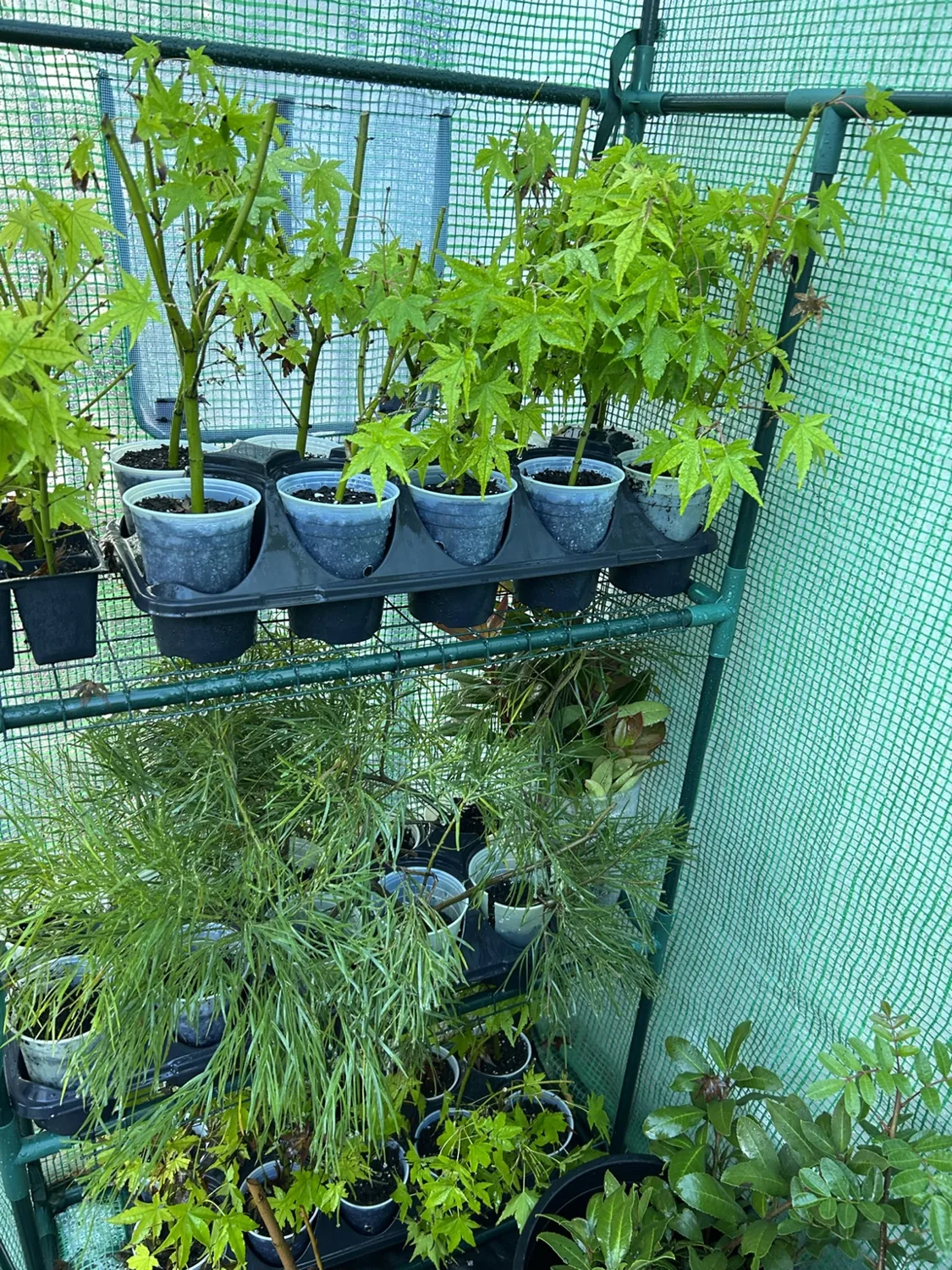 Young plants growing on greenhouse shelving