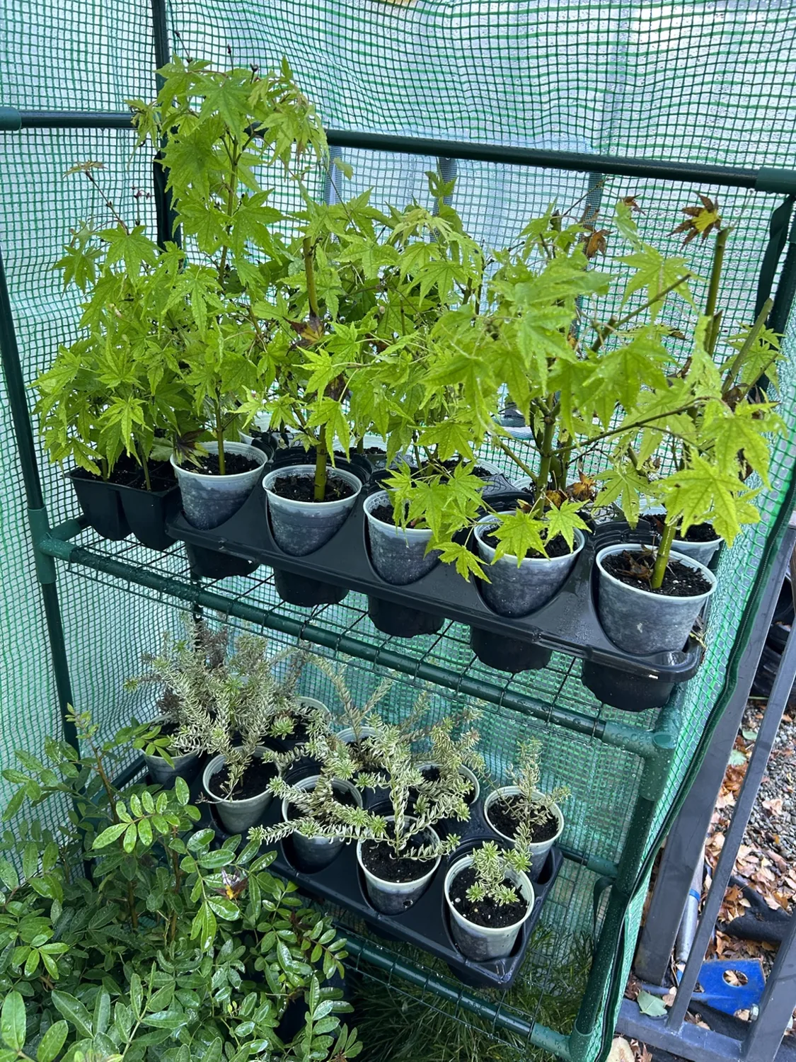 Rows of plants on shelves inside a small greenhouse