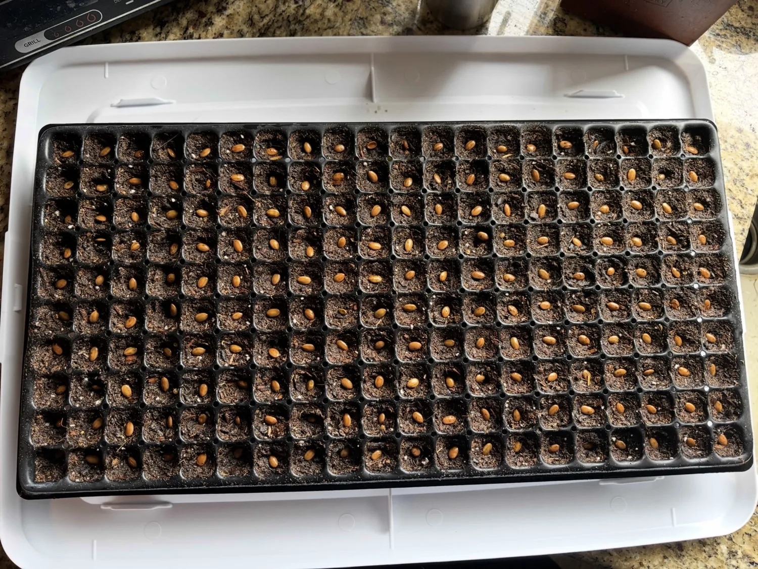 Seeds planted in individual growing cells