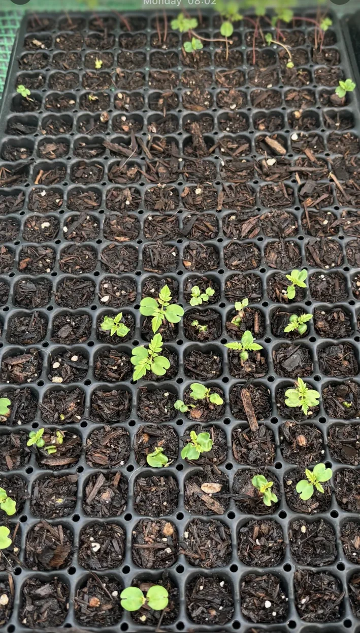 Tiny seedlings emerging from seed trays